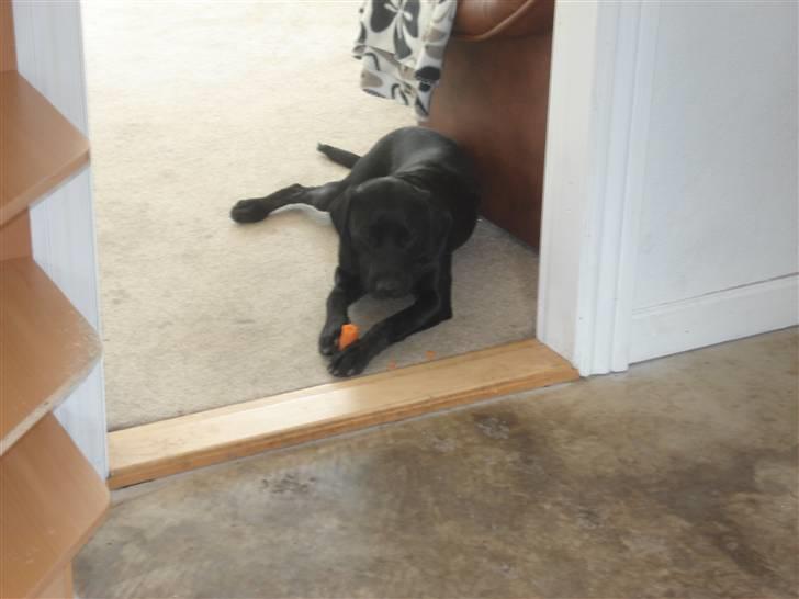 Blanding af racer carla billede 11