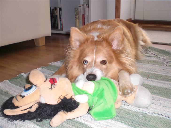 Shetland sheepdog Mille billede 18