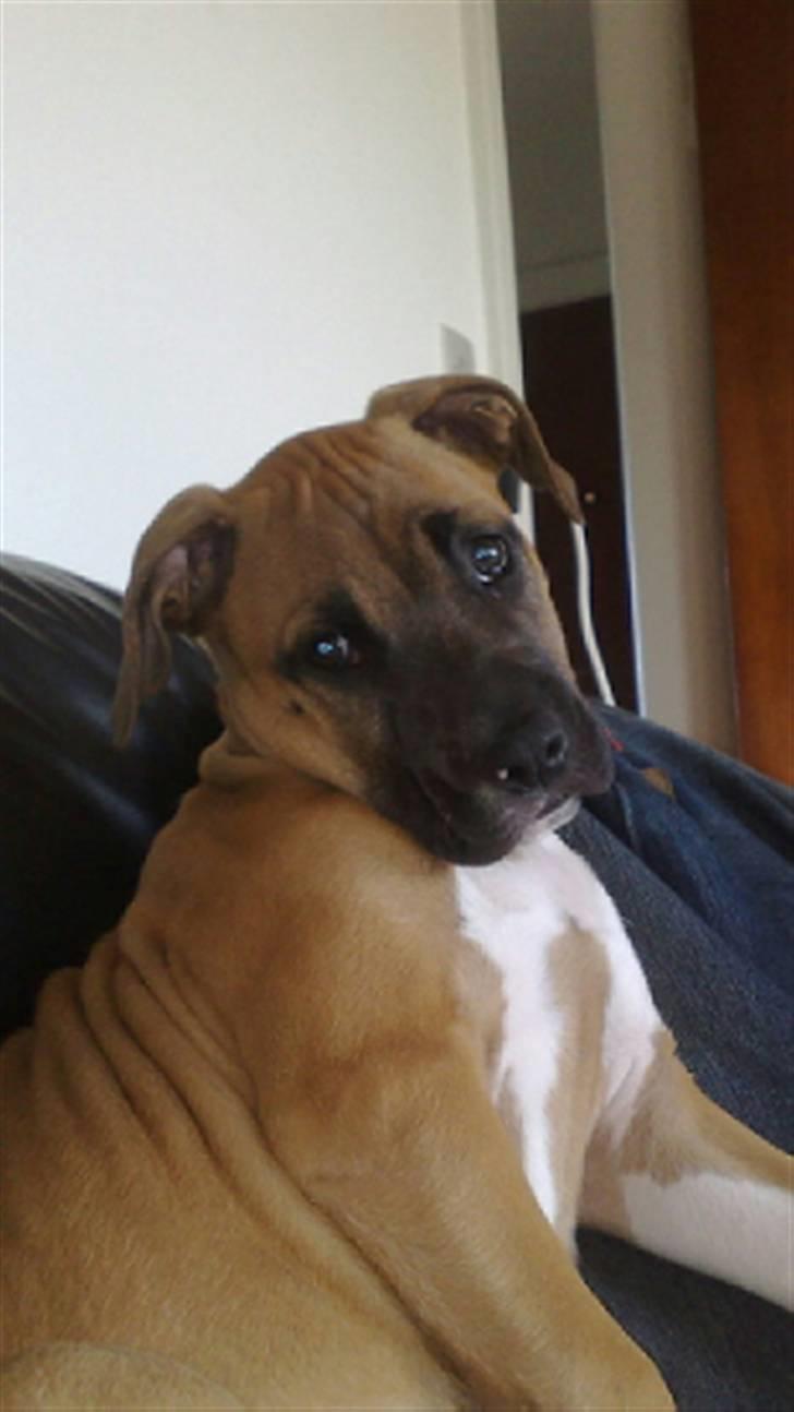 Cane corso Cozmo <3 - se mig lige :) billede 1