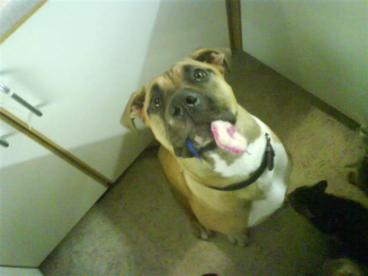 Cane corso Cozmo <3 - kom til at tage kattens legetøj (; billede 2