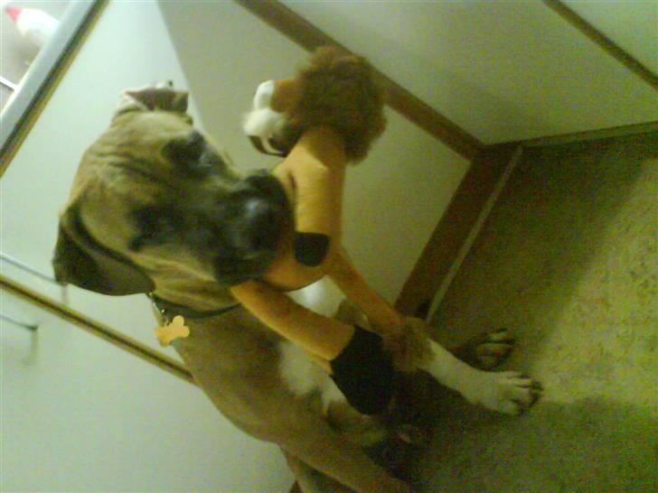 Cane corso Cozmo <3 - mm, en dejlig løve. billede 3