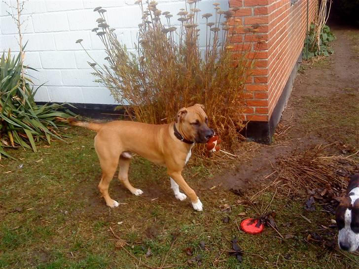Cane corso Cozmo <3 - i må ikke sige jeg har trampet hele haven ned :) billede 4