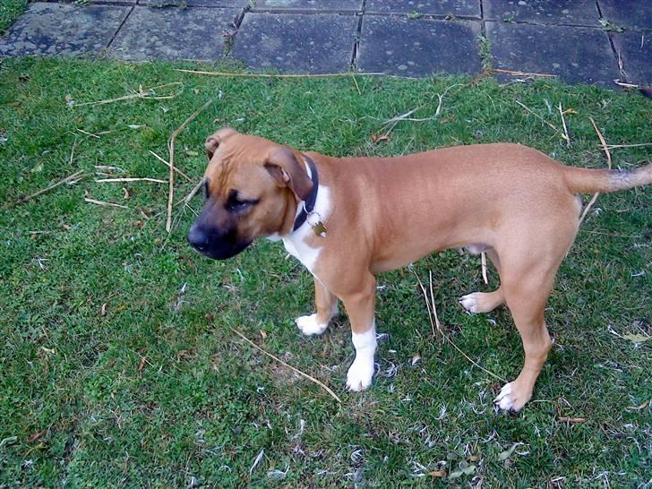 Cane corso Cozmo <3 - uh det er så dejligt at være ude i haven. billede 5