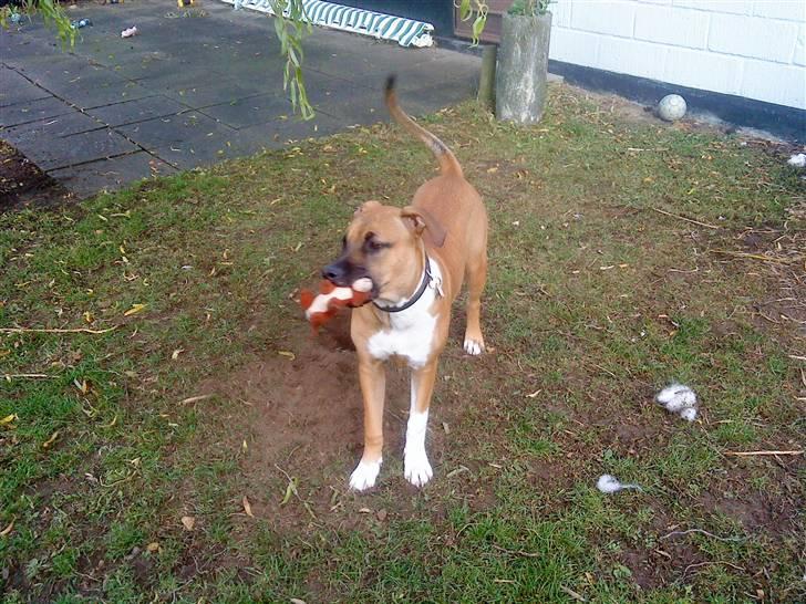 Cane corso Cozmo <3 - ser jeg ikke bare sød ud :) billede 6