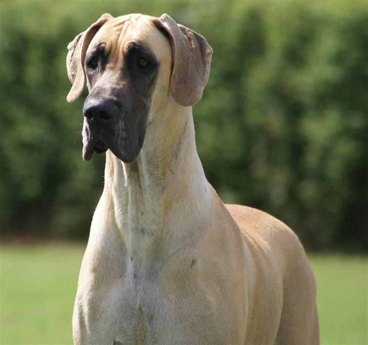 Grand danois Grand de feld´s Qeeza R.I.P billede 17