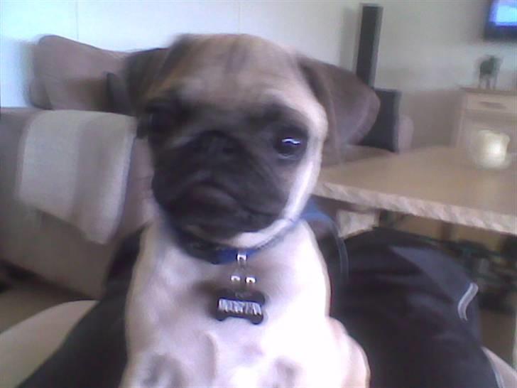 Mops Morten (Rasi) billede 1