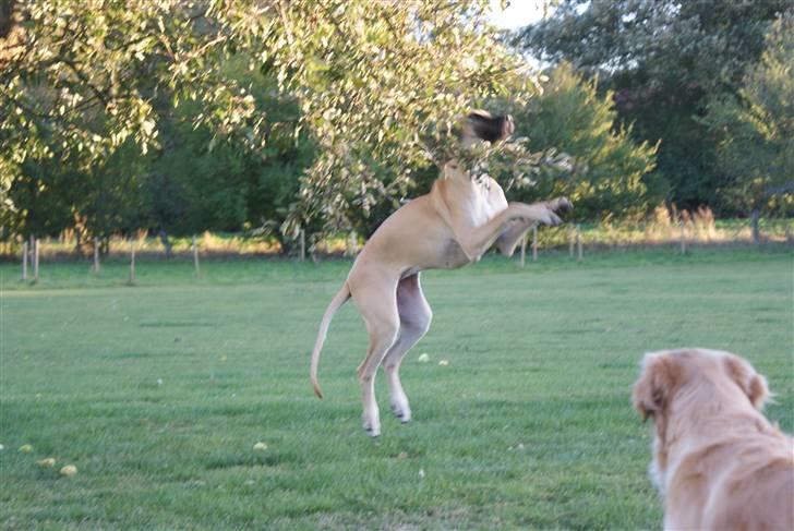 Grand danois Grand de feld´s Qeeza R.I.P billede 18