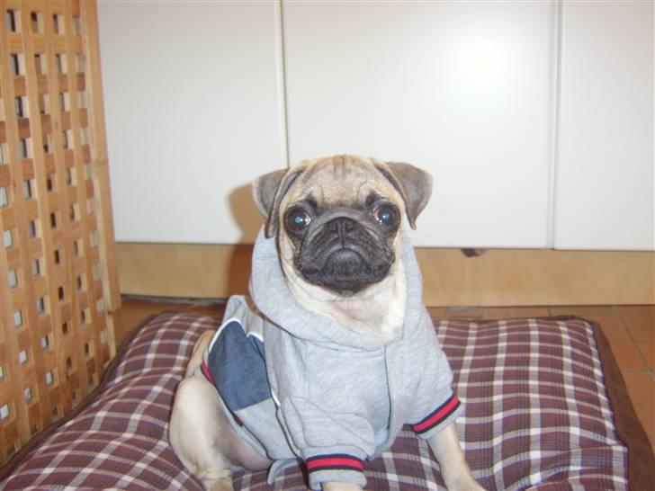 Mops Morten (Rasi) billede 2