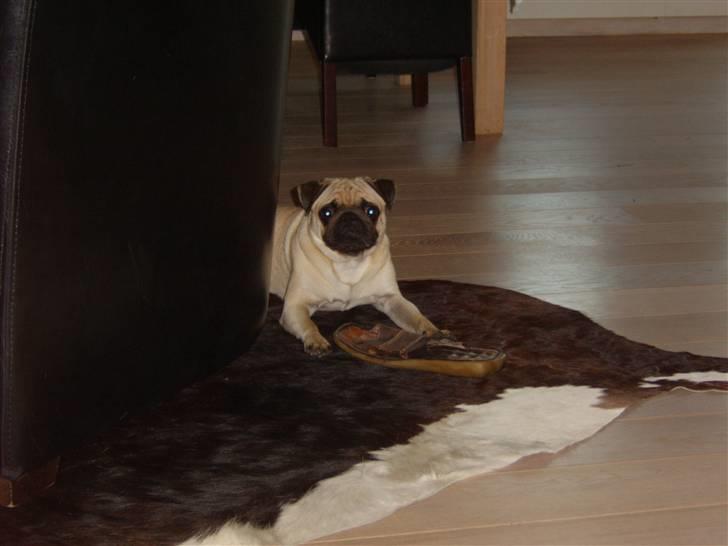 Mops Morten (Rasi) billede 3