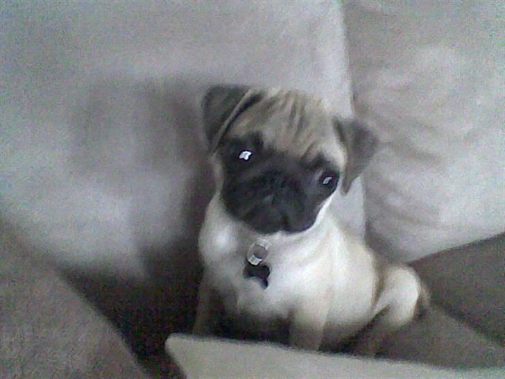 Mops Morten (Rasi) billede 4