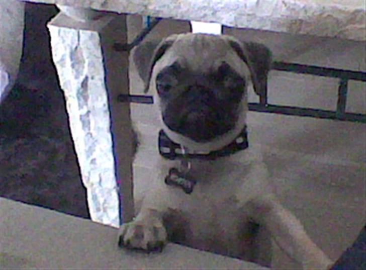 Mops Morten (Rasi) billede 5