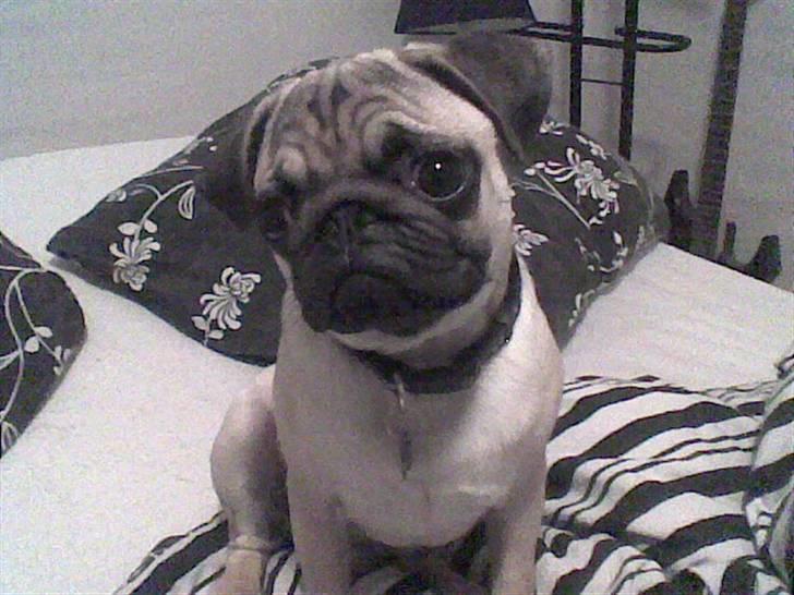 Mops Morten (Rasi) billede 6