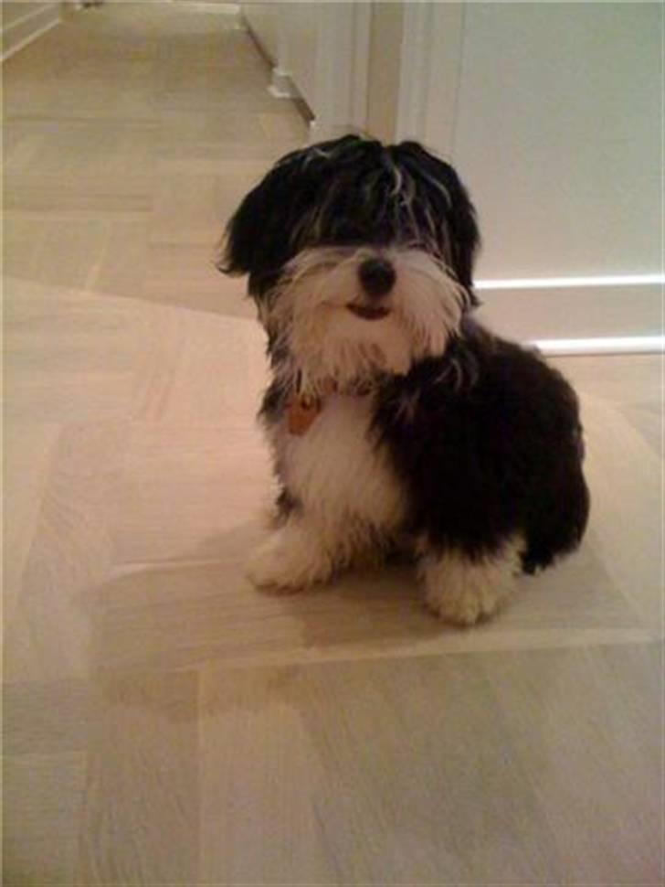 Bichon havanais Zeleco Haus Cosmo(Louis) - Det er dejligt at være midtpunkt billede 5