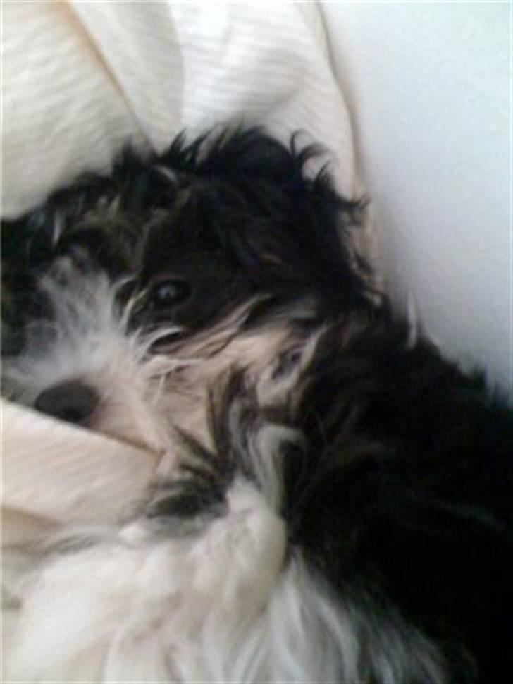 Bichon havanais Zeleco Haus Cosmo(Louis) - Hygge med pigerne i sengen  billede 6