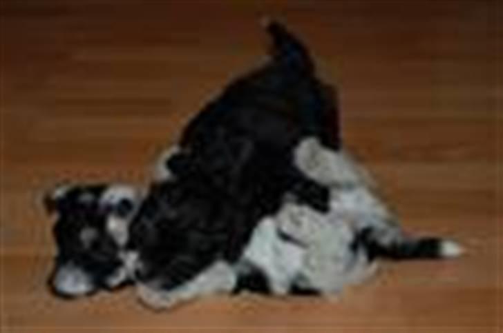 Bichon havanais Zeleco Haus Cosmo(Louis) - Jubii hvis jeg vinder billede 7