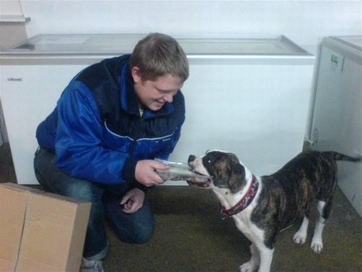 Amerikansk bulldog HardRok'Bull's Bonita RIP - Nogle spiser også indpakningen! Bonita vandt 25 x 500g RigtigHundemad og havde lidt travlt med at få grøn kallun i munden, men Nikolaj holdt fast i den anden ende. billede 17