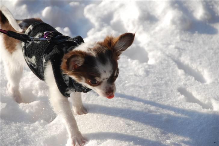 Chihuahua Cindy Sahara - Smukke lille Cindy pigen i sneen :P billede 10