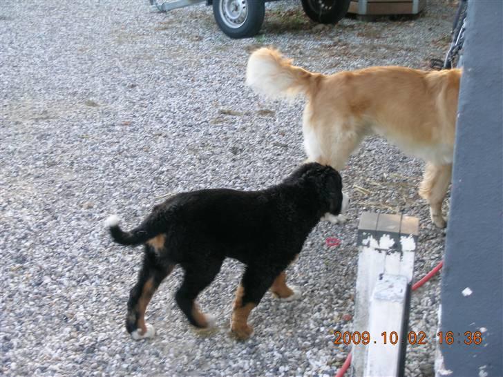 Berner sennenhund Buster (Futte) billede 9