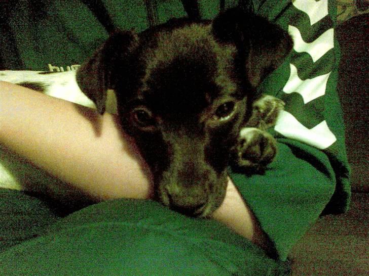 Dansk svensk gaardhund Bella billede 10