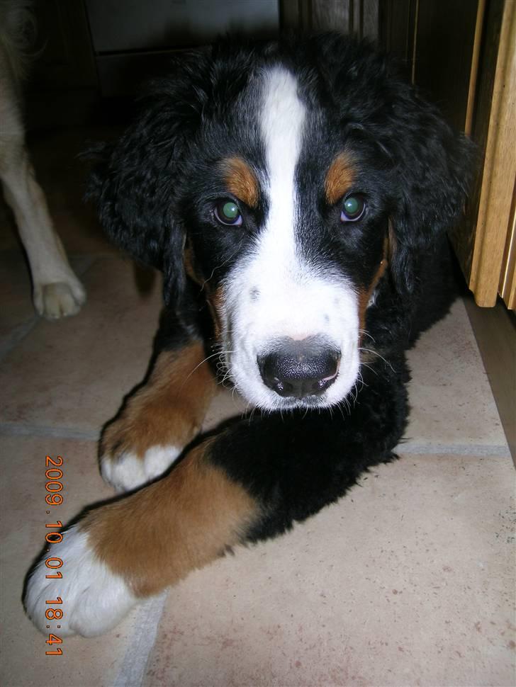 Berner sennenhund Buster (Futte) billede 10
