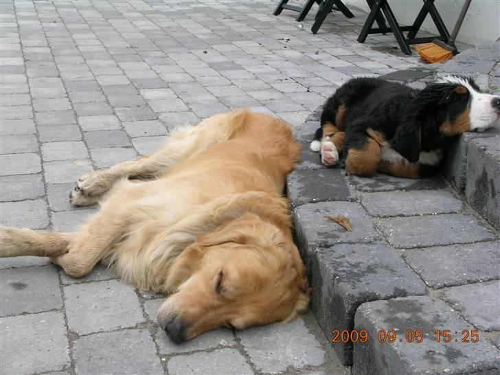 Golden retriever Bacardi billede 9