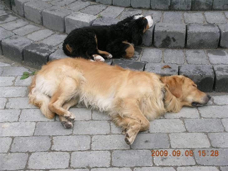 Golden retriever Bacardi billede 10