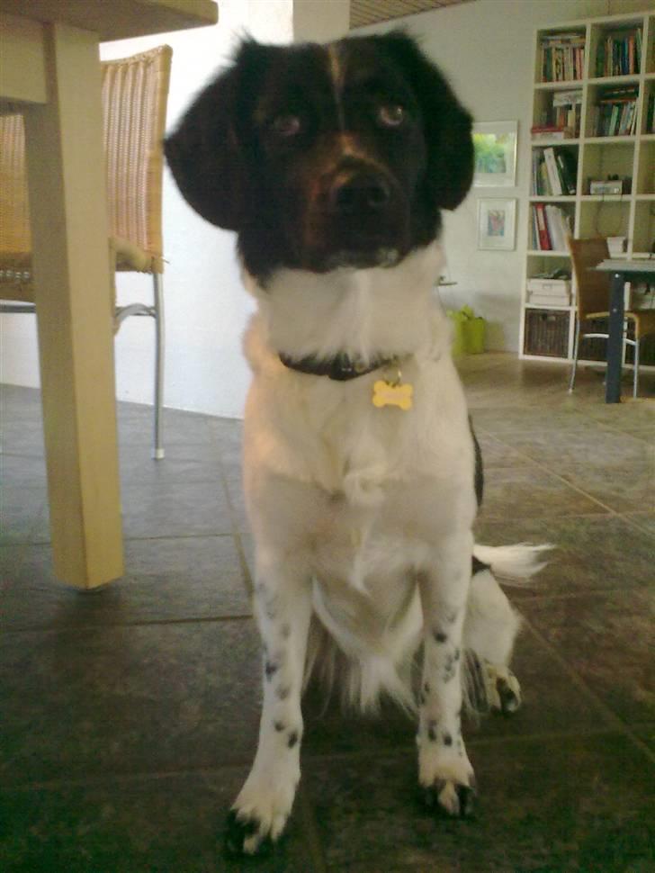 Stabijhoun Senta - Her er Senta <3 Hun er MIN hund og er meget kær! <3 billede 1