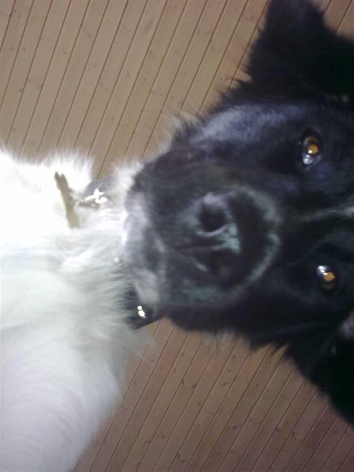 Stabijhoun Senta - Ved godt at hun ser lidt dum ud... billede 2