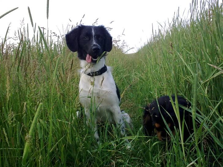 Stabijhoun Senta - Senta går tur med sin alle bedste veninde! <3 billede 3