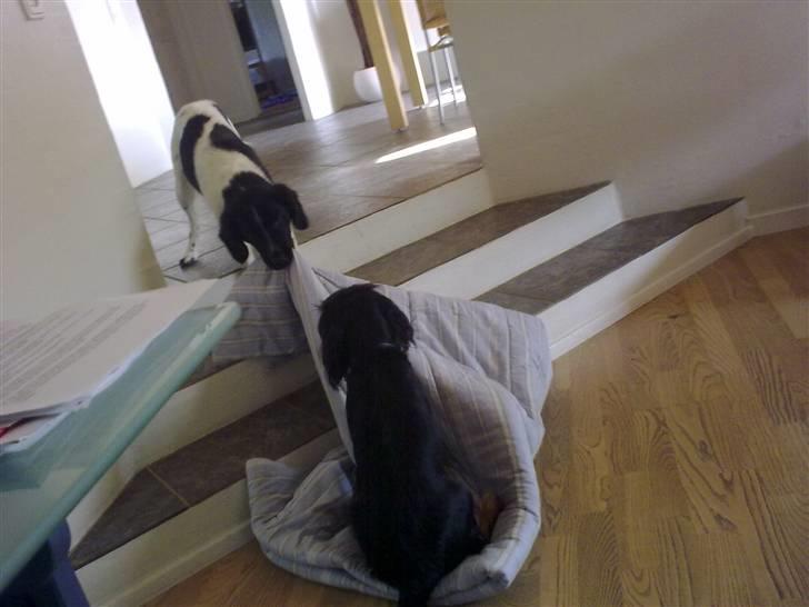 Stabijhoun Senta - "Nugga! Gå nu væk. Det er min dyne!" billede 4