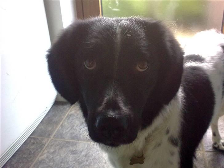 Stabijhoun Senta - NUUR! billede 5