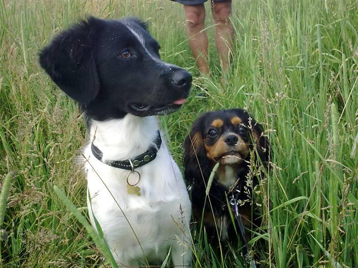 Stabijhoun Senta - Senta går tur med sin alle bedste veninde! <3 billede 6