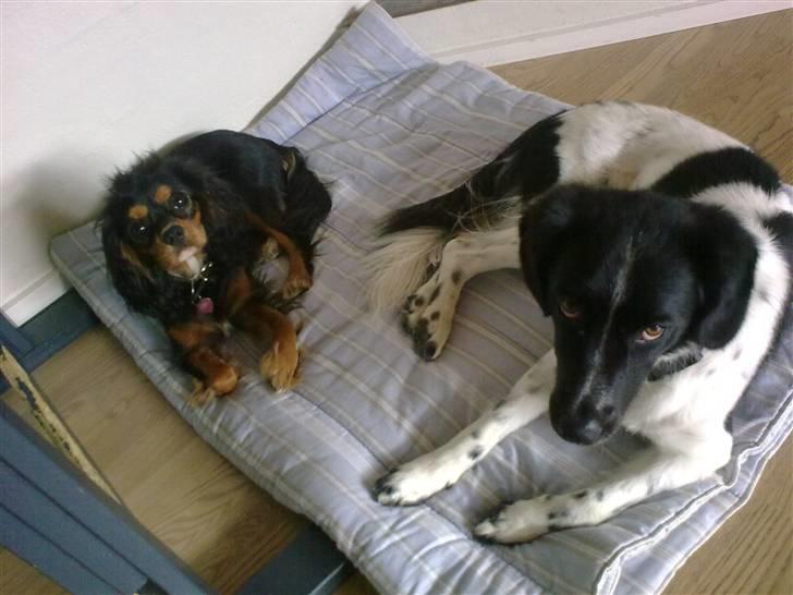 Stabijhoun Senta - Vi passer Nugga, og så kan veninderne da godt lige dele dyne imens. billede 7