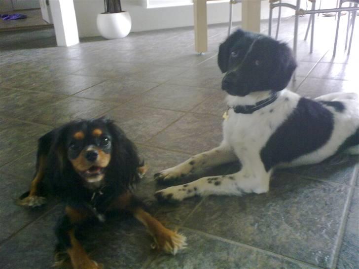 Stabijhoun Senta - <3Veninder<3 billede 8