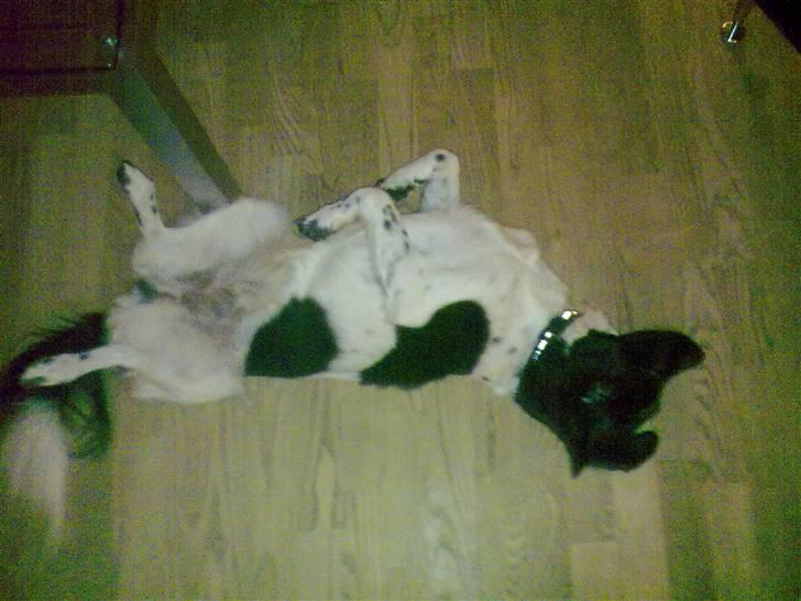 Stabijhoun Senta - Sådan ligger Senta når hun slpper af.. billede 10