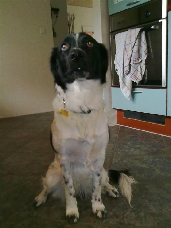 Stabijhoun Senta - "Jeg ber til gudgodbid vor herre..." billede 11