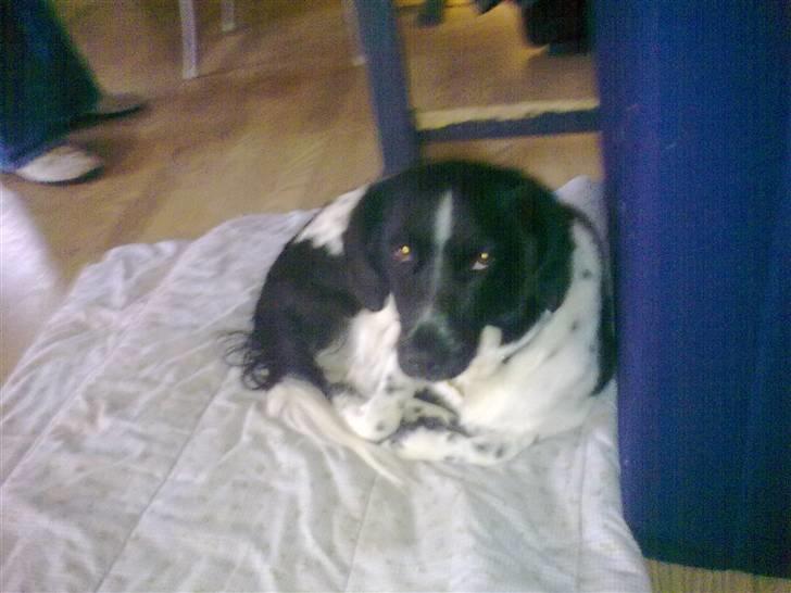 Stabijhoun Senta - Senta er lidt træt..  billede 12