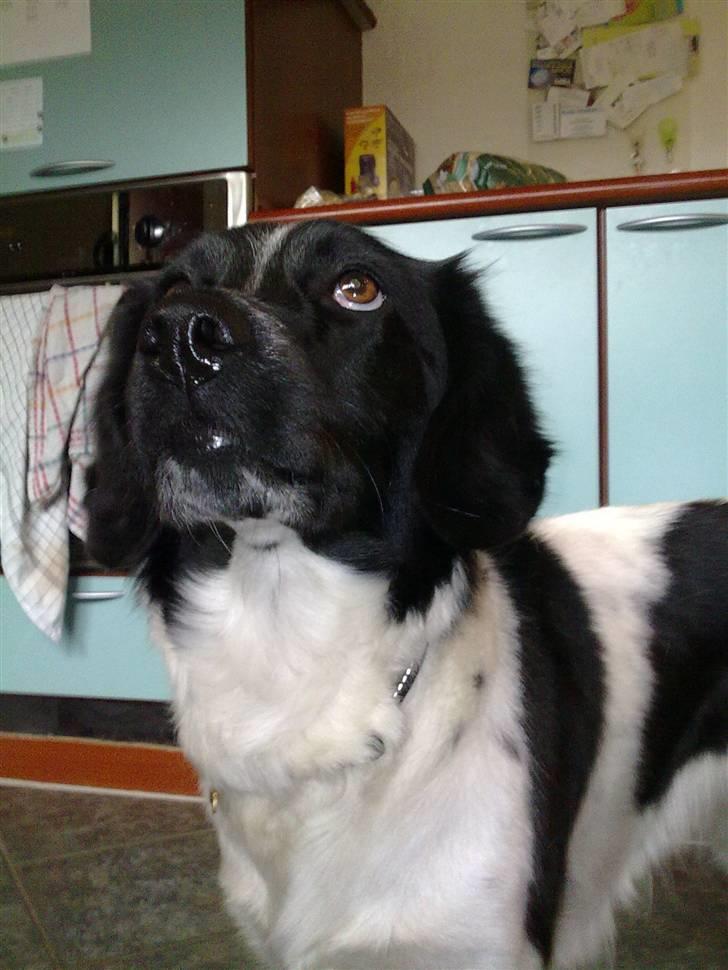 Stabijhoun Senta - Min ynglings hund! billede 13