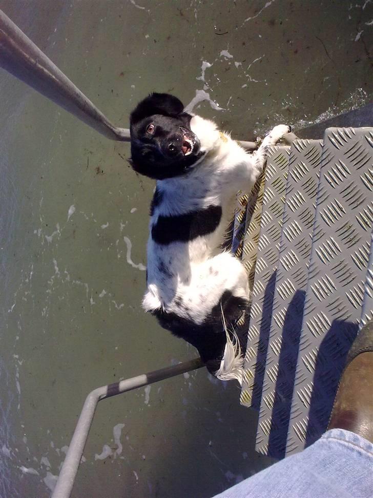 Stabijhoun Senta - Senta elsker at være ved havet! billede 14