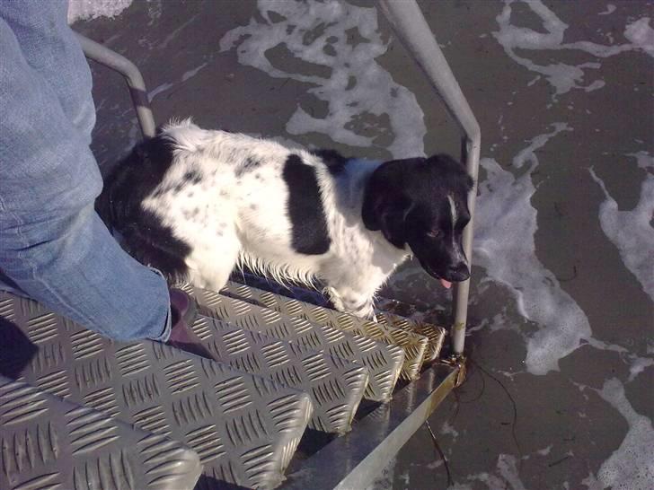 Stabijhoun Senta - Gør klar til at springe i! :D billede 15