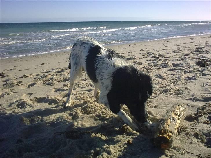 Stabijhoun Senta - Senta er lige kommet op af havet. billede 16
