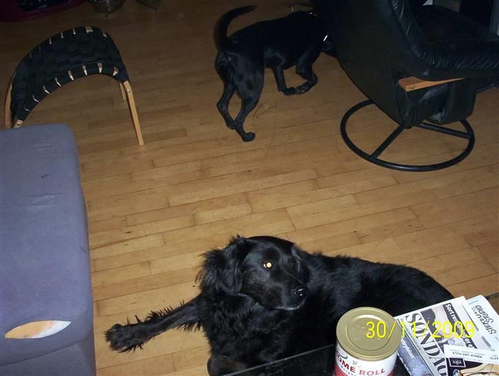 Blanding af racer thyson billede 6