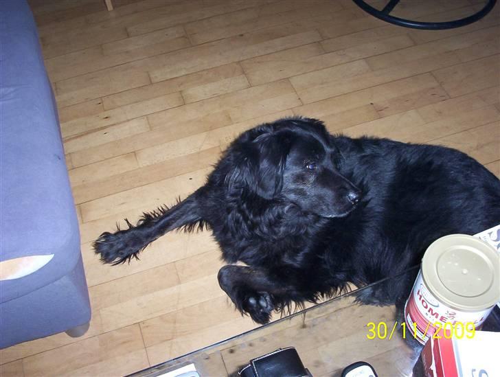 Blanding af racer thyson billede 7