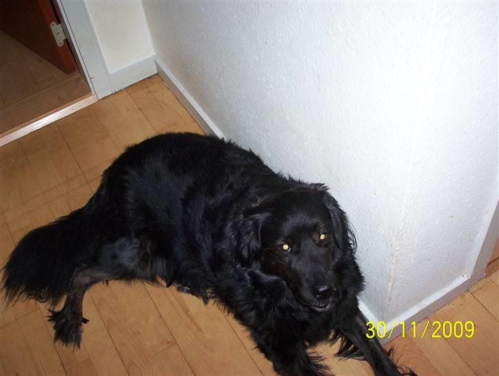 Blanding af racer thyson billede 8