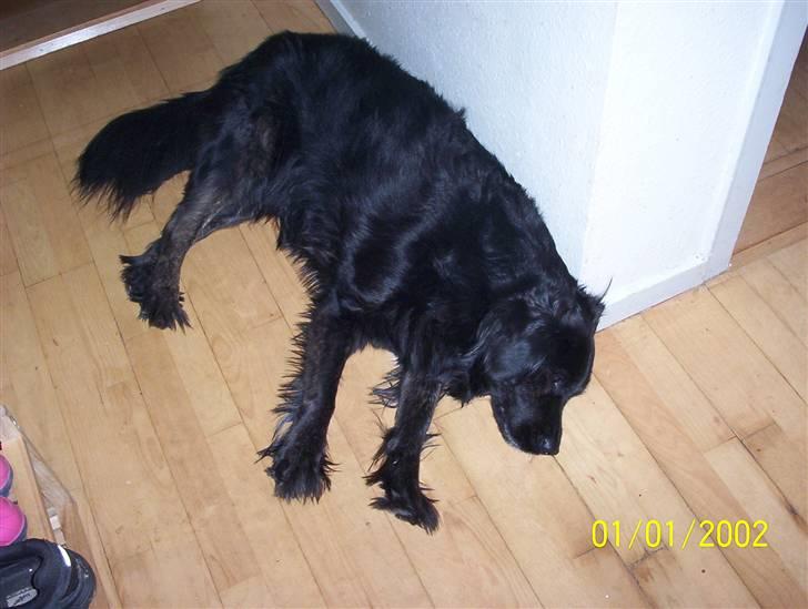 Blanding af racer thyson billede 9