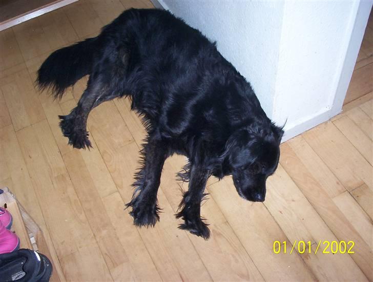 Blanding af racer thyson billede 10