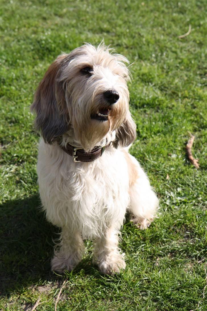 Petit basset griffon wendéen Wilma - Sidder jeg ikke fint...? billede 2