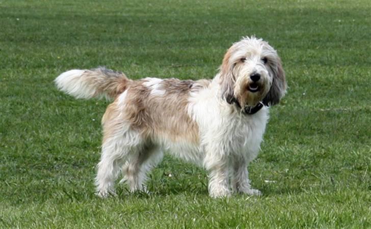 Petit basset griffon wendéen Wilma - Behøver jeg virkelig komme... billede 3