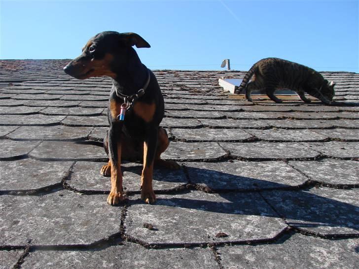 Dvaergpinscher Chung  billede 13