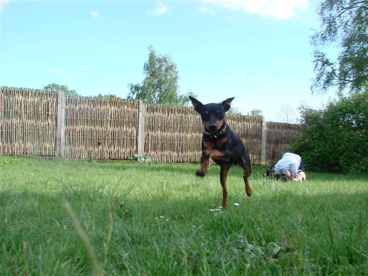 Dvaergpinscher Chung  billede 14